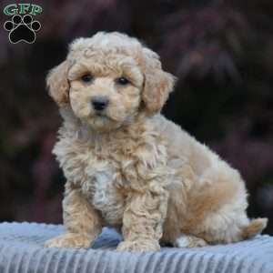 Larry, Bich-Poo Puppy